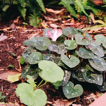 New - Swallow's Garden Лиссабон